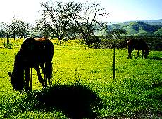 Horses by Coyote Creek Trail