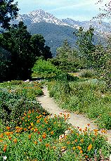 Santa Barbara Botanical Garden meadow